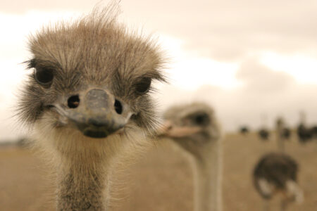Ostrich. Close-up picture.